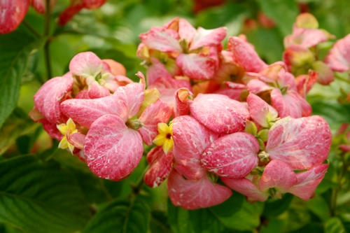 Муссенда — красивый и оригинальный цветок