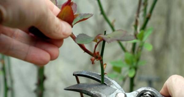 Розы на даче в саду: как своими руками сделать розарий