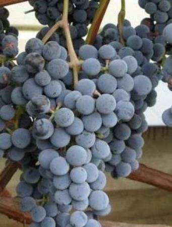 Виноград Муромец – описание и характеристика