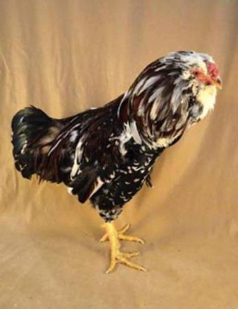 Орловская курица: описание, специфика разведения и особенности вида