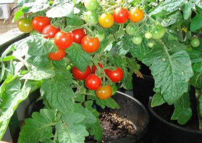 Пиноккио (томат): описание сорта, уход, выращивание