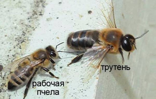 Какую роль выполняют трутни в пчелиной семье