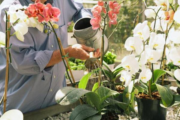 Как поливать орхидеи в домашних условиях