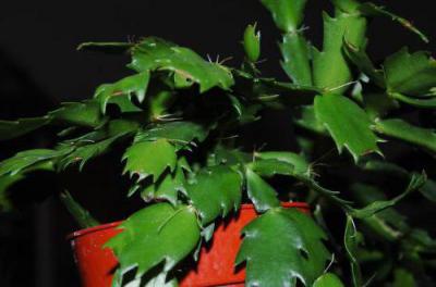 Размножение кактусов: советы садовода