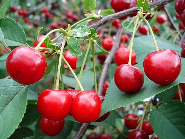Подробное описание сорта вишни Уральская рубиновая