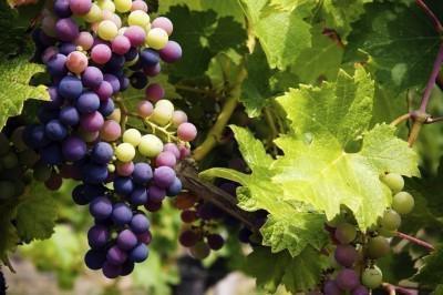Лучшие сорта винограда для Подмосковья с описанием