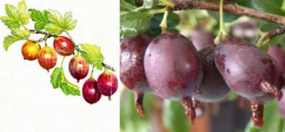 Крыжовник финик: описание сорта, особенности выращивания, отзывы