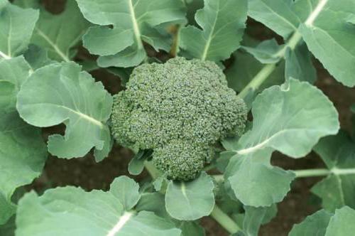 Как выращивать брокколи на огороде: сроки посадки и особенности ухода
