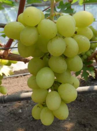 Виноград Валек: описание сорта и отзывы