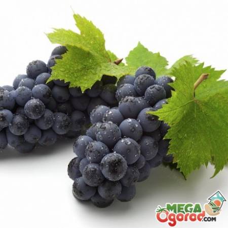 Лучшие ранние сорта винограда: описание и особенности выращивания