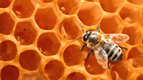 Применение пчелиного воска в косметологии и народной медицине