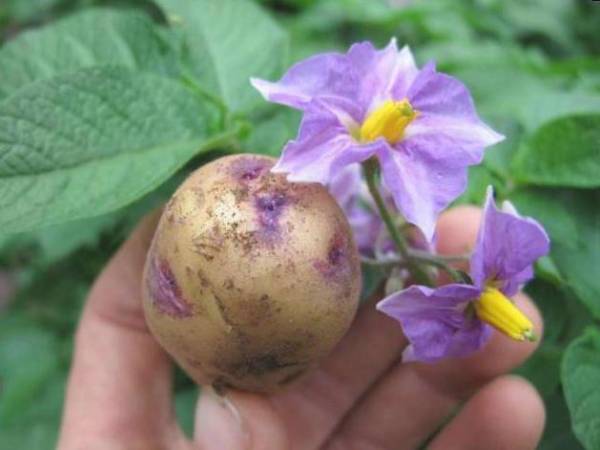 Цветки картофеля: лечебные свойства, показания и применение