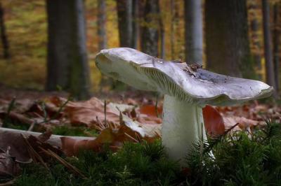 Рядовка серая: фото и описание, как отличить съедобный гриб от ядовитого