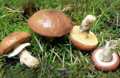 Съедобные грибы Саратовской области: описание, особенности и отзывы