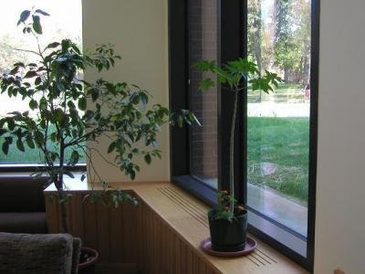 Как вырастить дынное дерево в домашних условиях