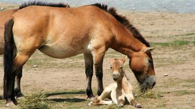 Лошадь Пржевальского: описание, особенности и интересные факты