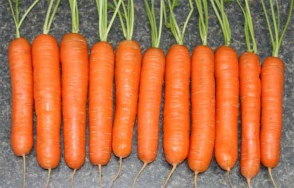 Описание и характеристика сорта моркови нантская 4