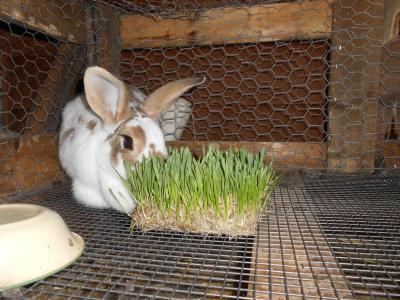 Можно ли давать кроликам пшеницу? Особенности ухода и кормления кроликов, рацион, советы и рекомендации