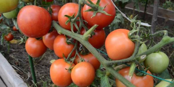 Как вырастить томат Ямал: правила посадки и ухода