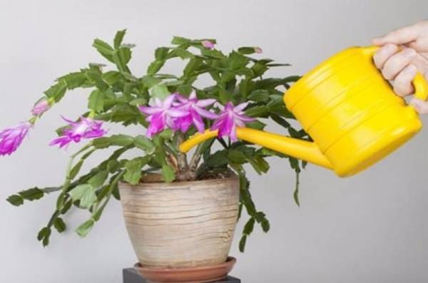 Рекомендации по уходу за цветком декабристом в домашних условиях