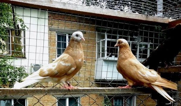 В чем уникальность породы Кировоградских голубей