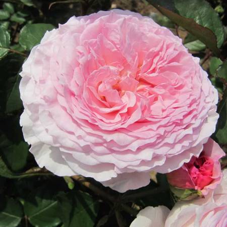 Английские розы: описание и фото лучших представителей групп сортов Дэвида Остина