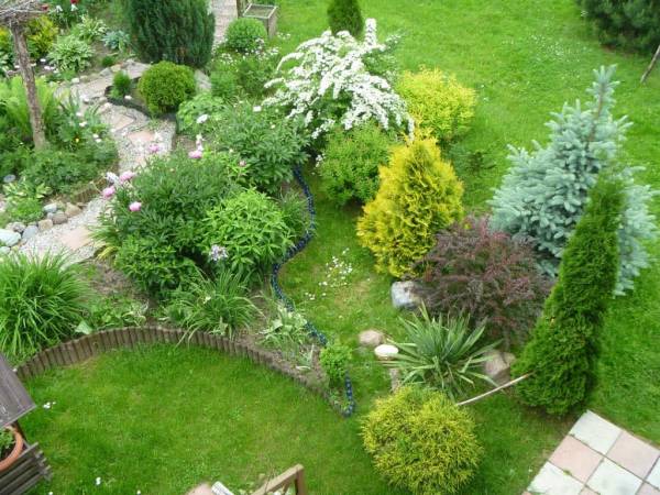 Как подобрать хвойные декоративные кустарники для сада