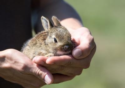 Самые интересные факты о кроликах для детей