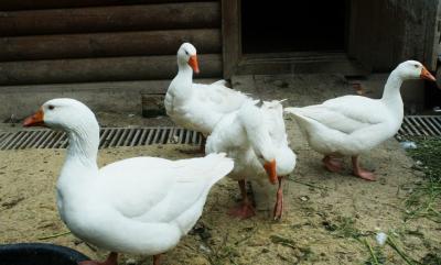 Арзамасские гуси: описание породы, особенности выращивания