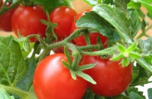 Особенности сорта и правила выращивания томатов «Красным красно»