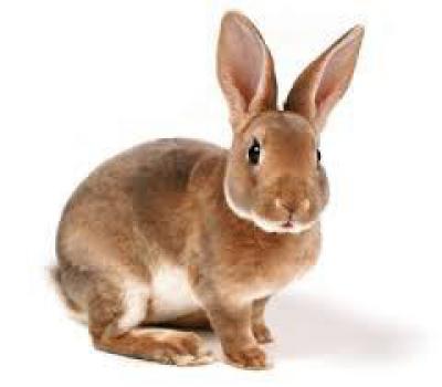 Чем отличается заяц от кролика: сходство и разница