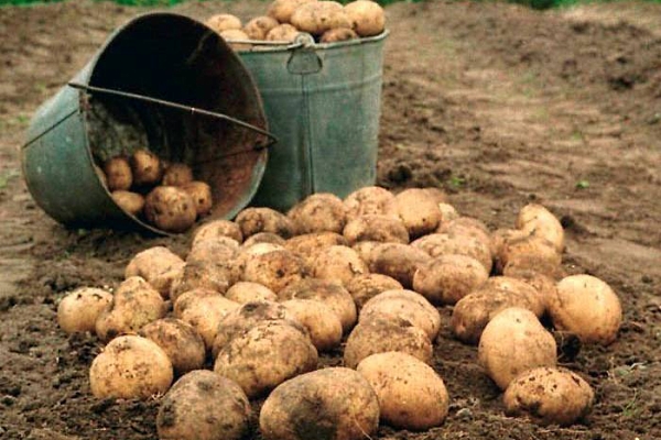 Подробное описание и характеристики картофеля сорта Санте