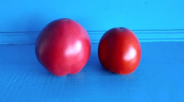 Сортовые характеристики томата «Клуша»: описание, фото, урожайность