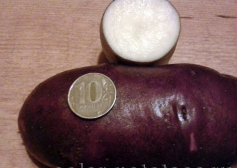 Картофель Черный Принц: характеристика сорта, правила выращивания