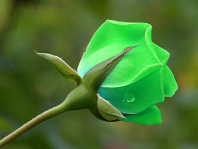 Зеленые розы - подарок от селекционеров