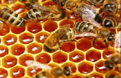 Чем полезен подсолнечный мед? Мед подсолнечный: свойства, цена, польза