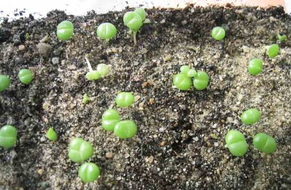 Выращивание литопсов в домашних условиях: фото видео