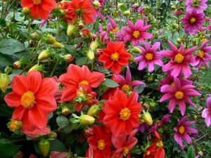 Подборка лучших сортов георгины однолетней, список самых популярных цветов для вашего сада