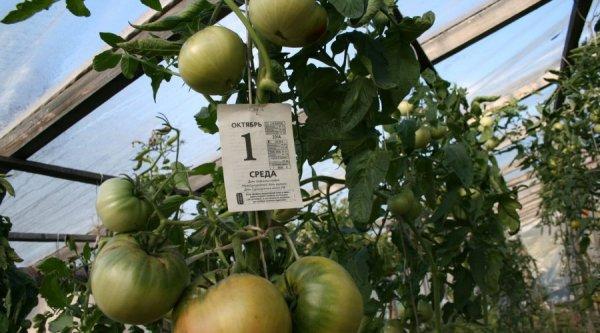 Рекордная урожайность с томатом - Краснобай F1: описание сорта и выращивание
