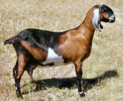 Нубийская порода коз: описание и общая характеристика