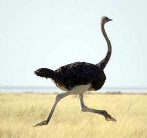 Какую скорость развивает страус при беге
