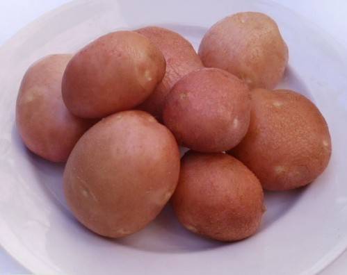 Сорт картофеля Славянка: фото и описание
