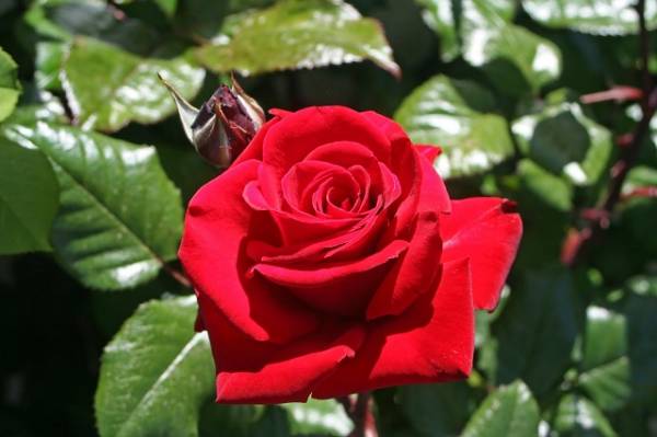 Особенности выращивания роз Софи Лорен