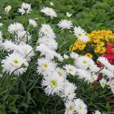 Цветок леукантемум нивяник Выращивание из семян Посадка и уход в открытом грунте Фото сортов