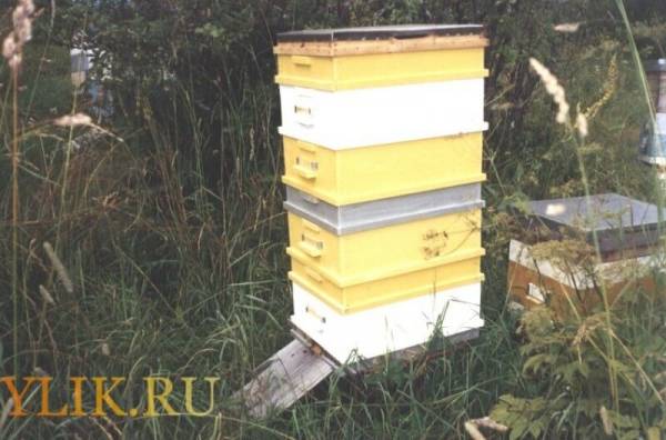 Многокорпусное пчеловодство – высокие результаты для любого пасечника