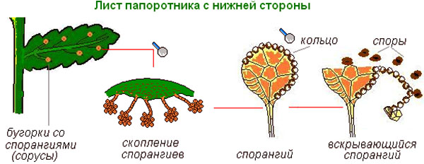 Способы размножения разных видов растения асплениум