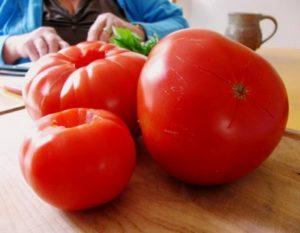 Урожайный сорт томата - Слот F1: секреты выращивания и описание сорта