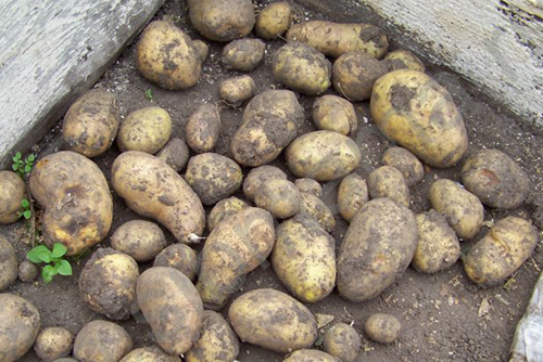 Сорт картофеля Фермер