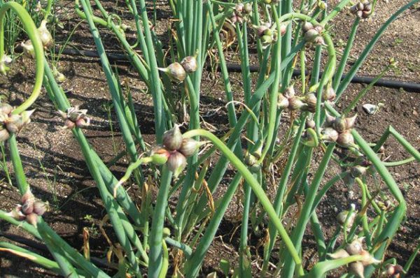Посадка, уход и выращивание многоярусного лука