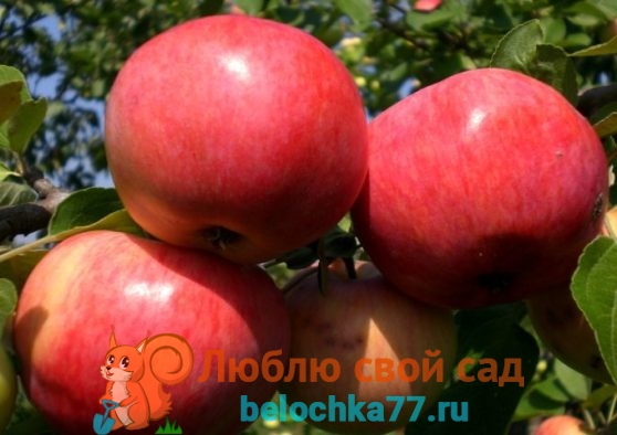 Лучшие сорта яблонь с фото и названиями